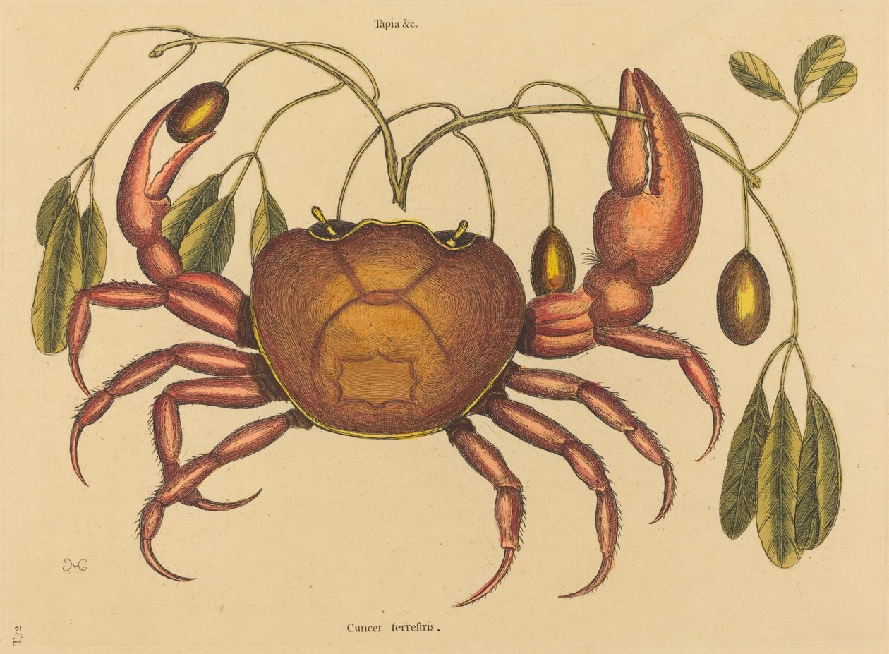 Zemský krab (Cancer ruricola) od Mark Catesby