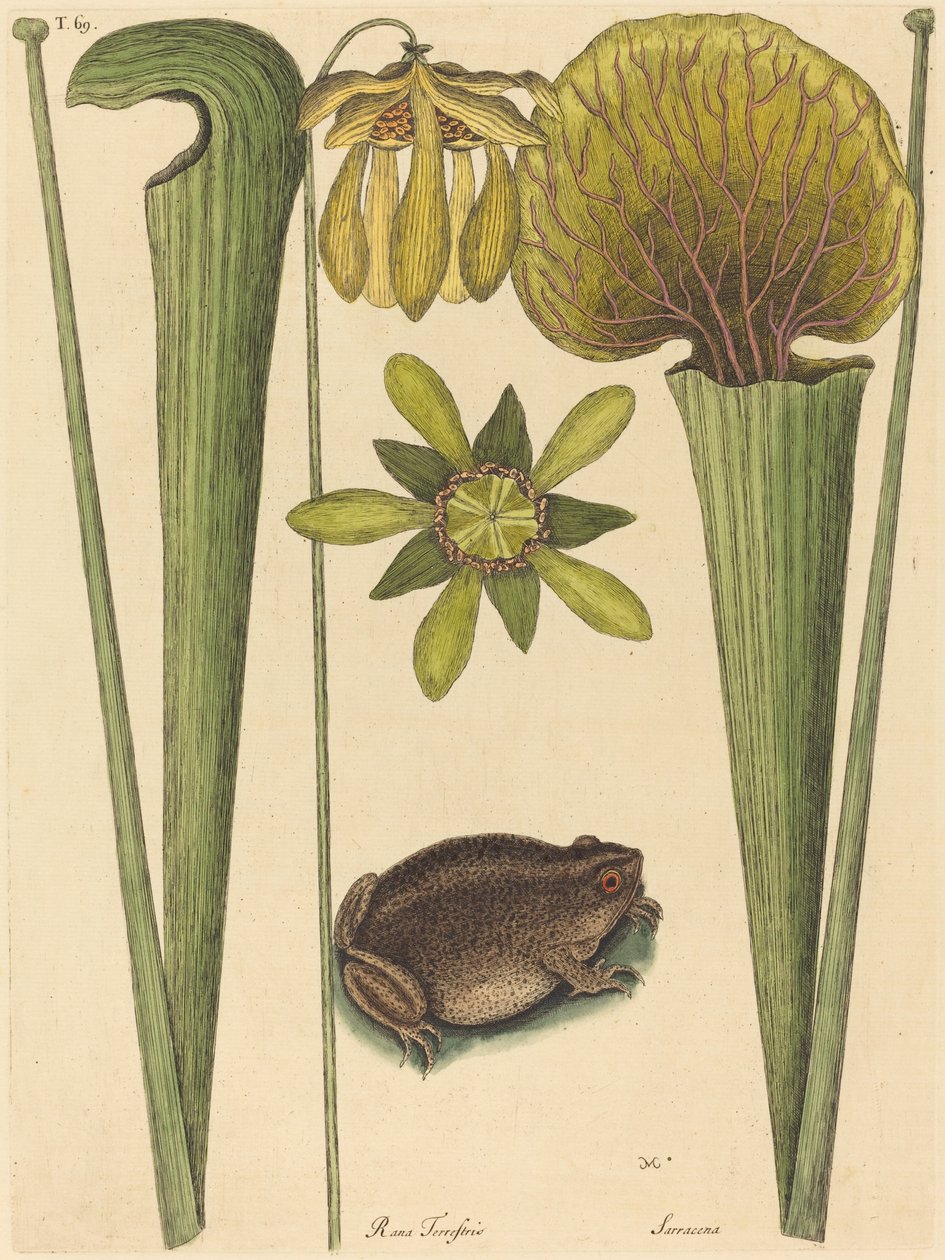 Zemská žába (Rana) od Mark Catesby