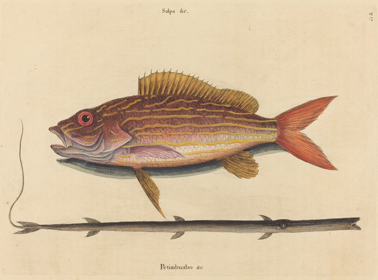 Lane-snapper (Sparus synagris) od Mark Catesby