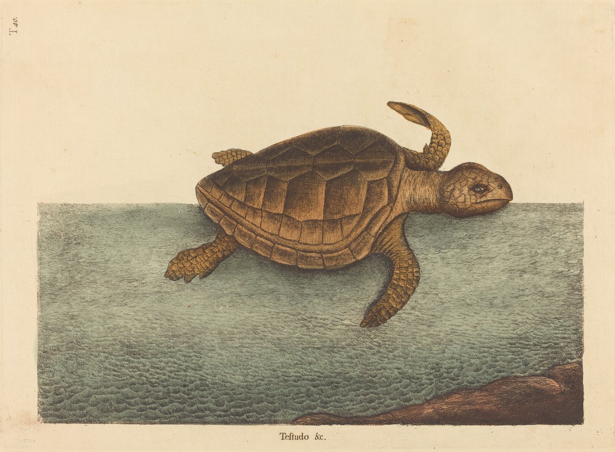 The Logger-head Turtle Testudo Cavanna, publikovaná 1731-1743. od Mark Catesby