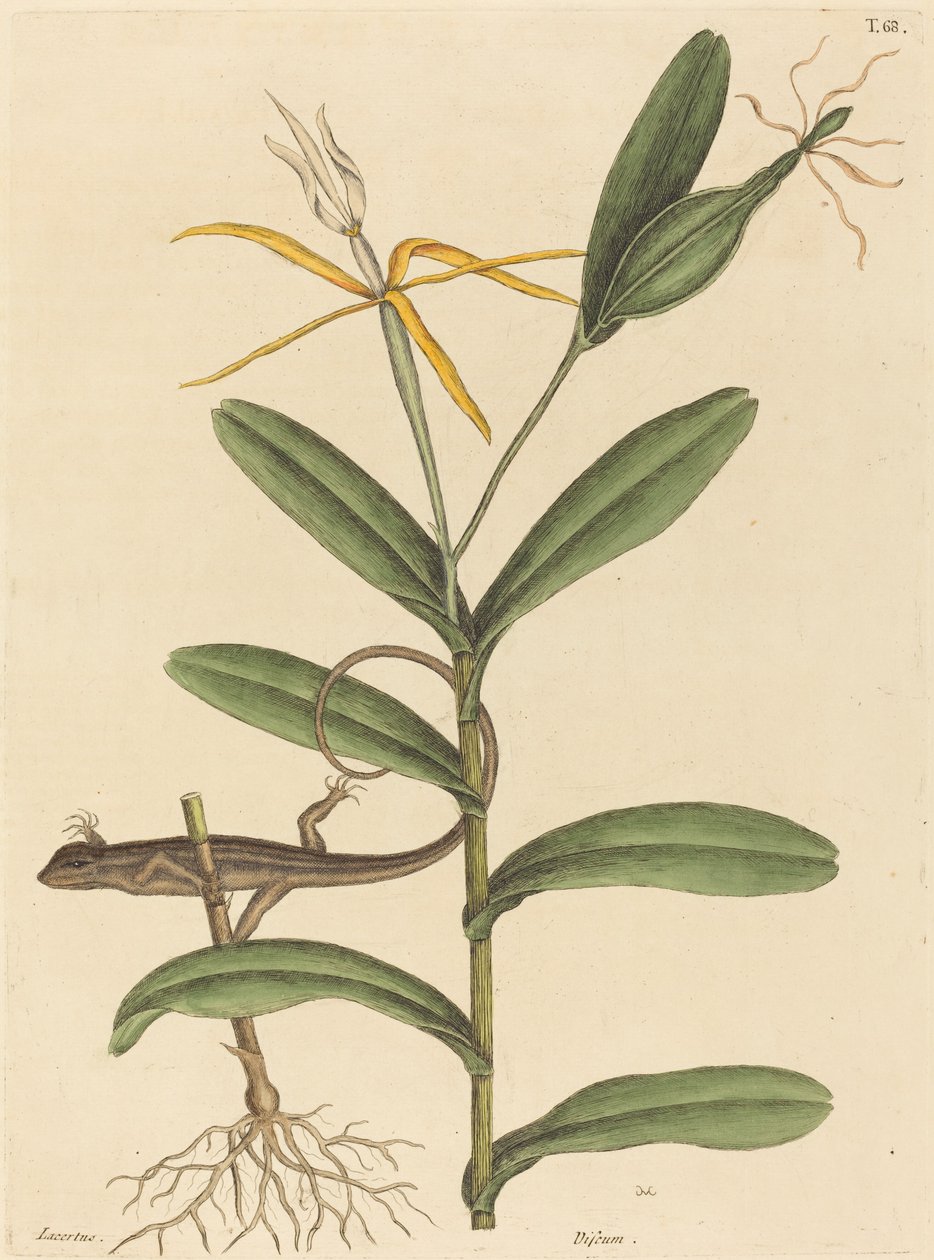 Lyonská ještěrka Lacerta 6-lineata, publikovaná 1731-1743. od Mark Catesby