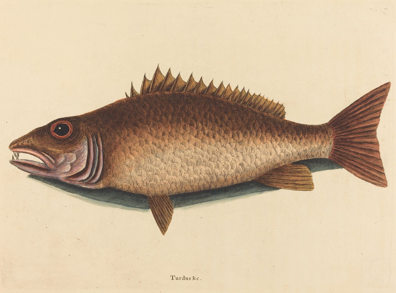 The Mangrove Snapper Labrus Griseus, publikoval od Mark Catesby