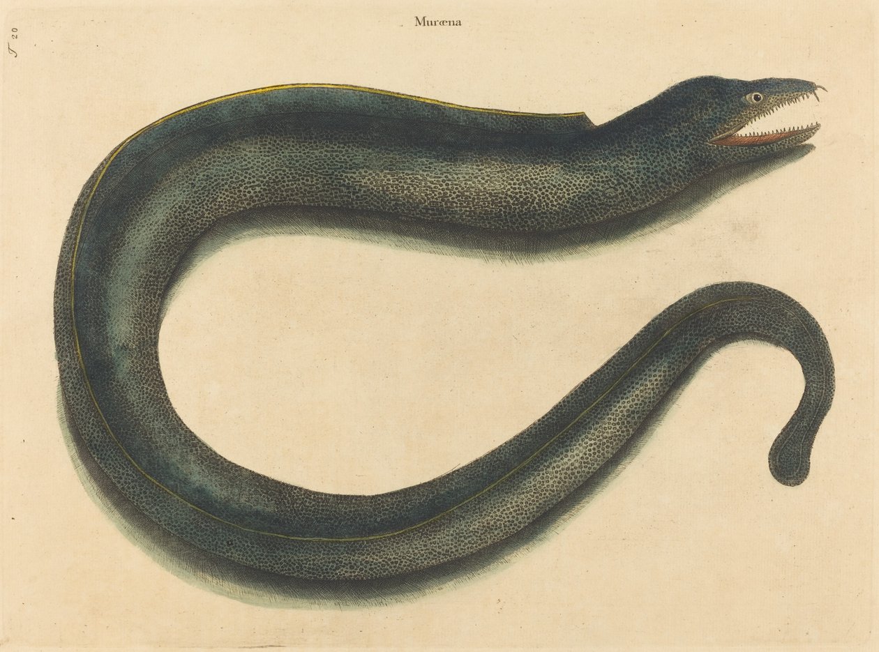 Murray (Muraina Helena) od Mark Catesby