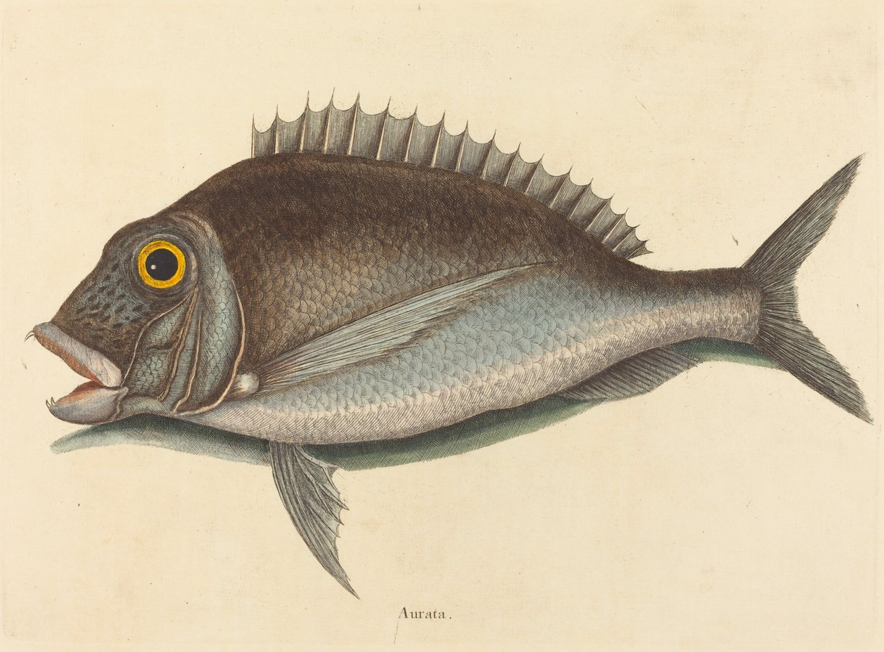 Porgy (Sparus chrysops) od Mark Catesby