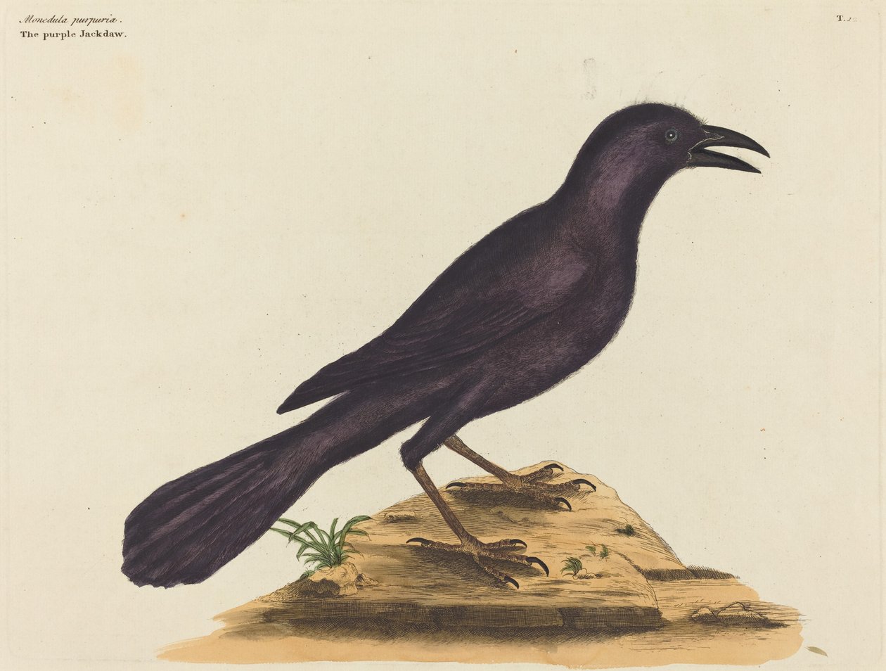 The Purple Jack Daw (Gracula Quiscula) od Mark Catesby