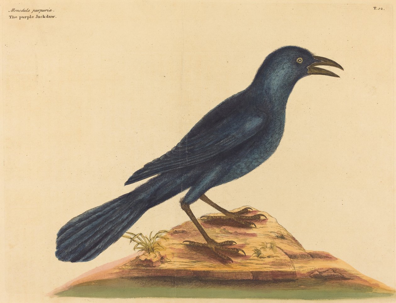 The Purple Jack Daw (Gracula Quiscula) od Mark Catesby