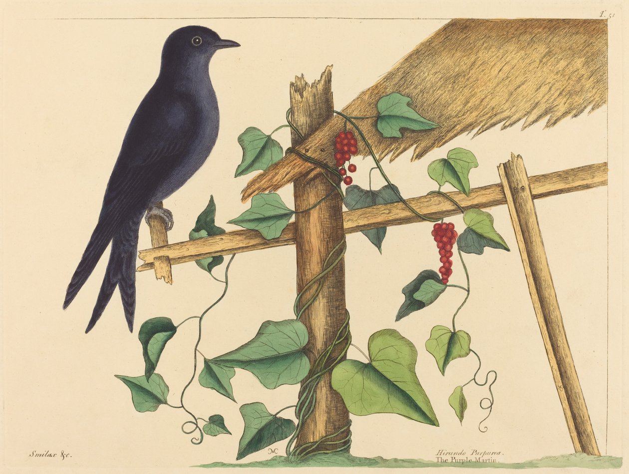 Purple Martin (Purple Martin) od Mark Catesby