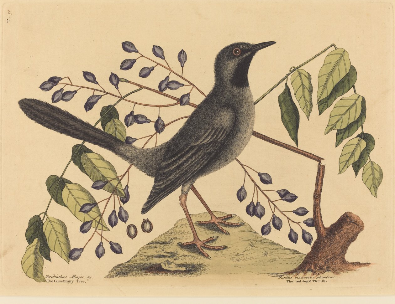 Drozd rudonohý (Turdus plumbeus) od Mark Catesby