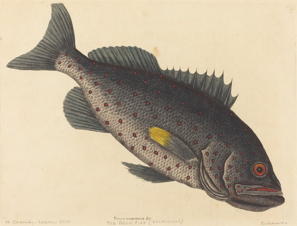 The Rock Fish (Okoun jedovatý) od Mark Catesby