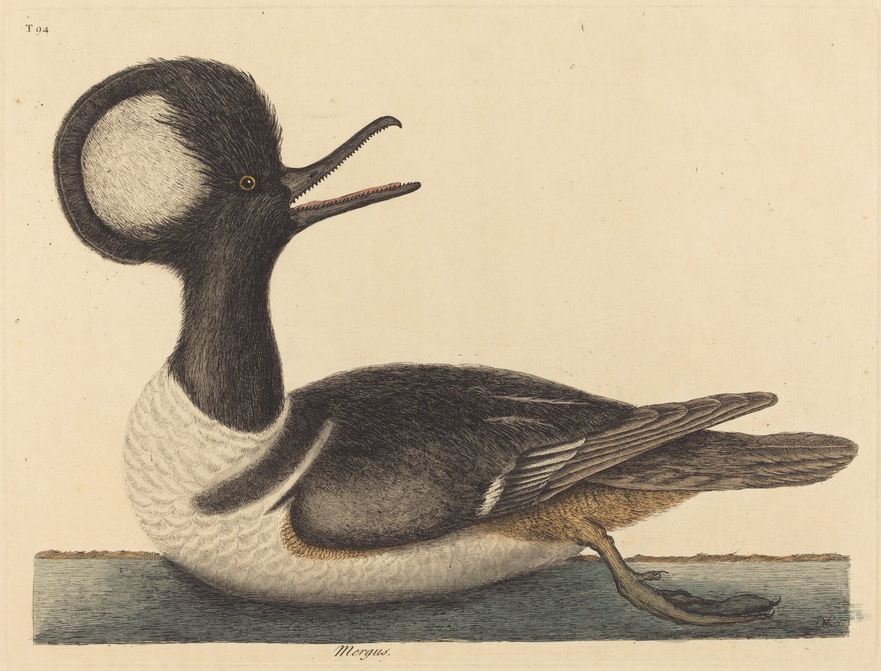 Kachna chocholatá (Mergus cucullatus) od Mark Catesby