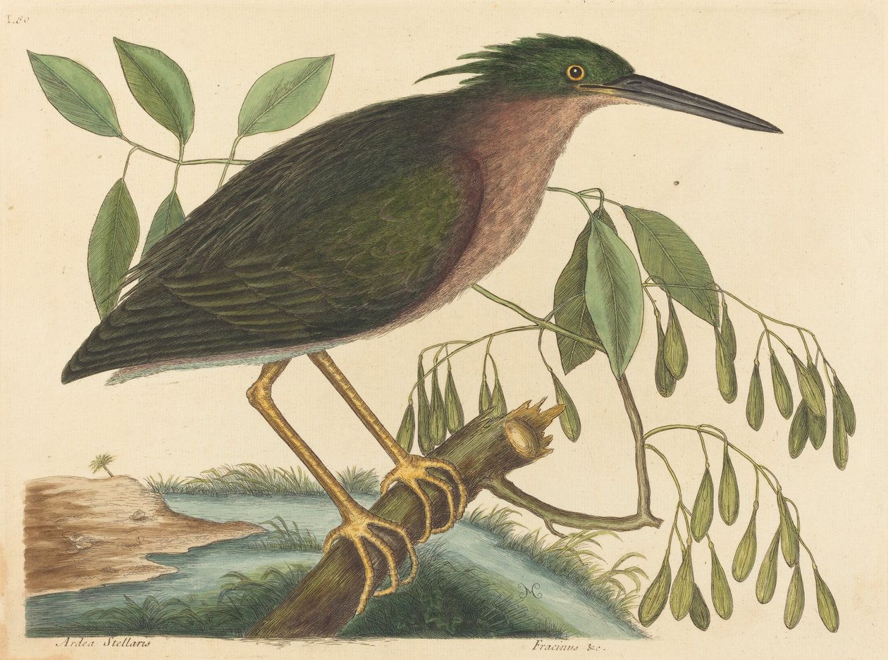 The Small Bittern Ardea virescens, publikoval 1754. od Mark Catesby