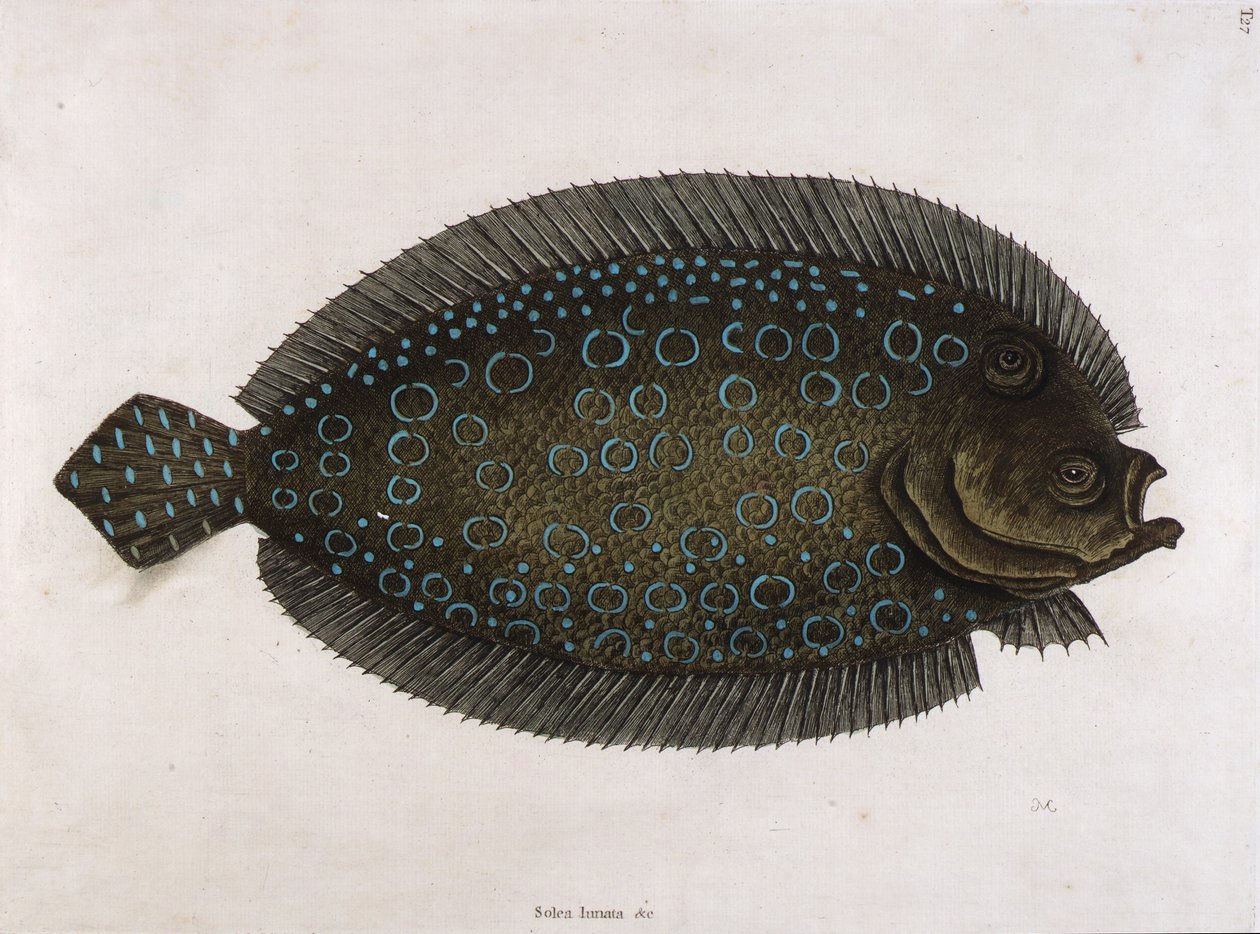 Podrážka (Solea lunata  c) od Mark Catesby