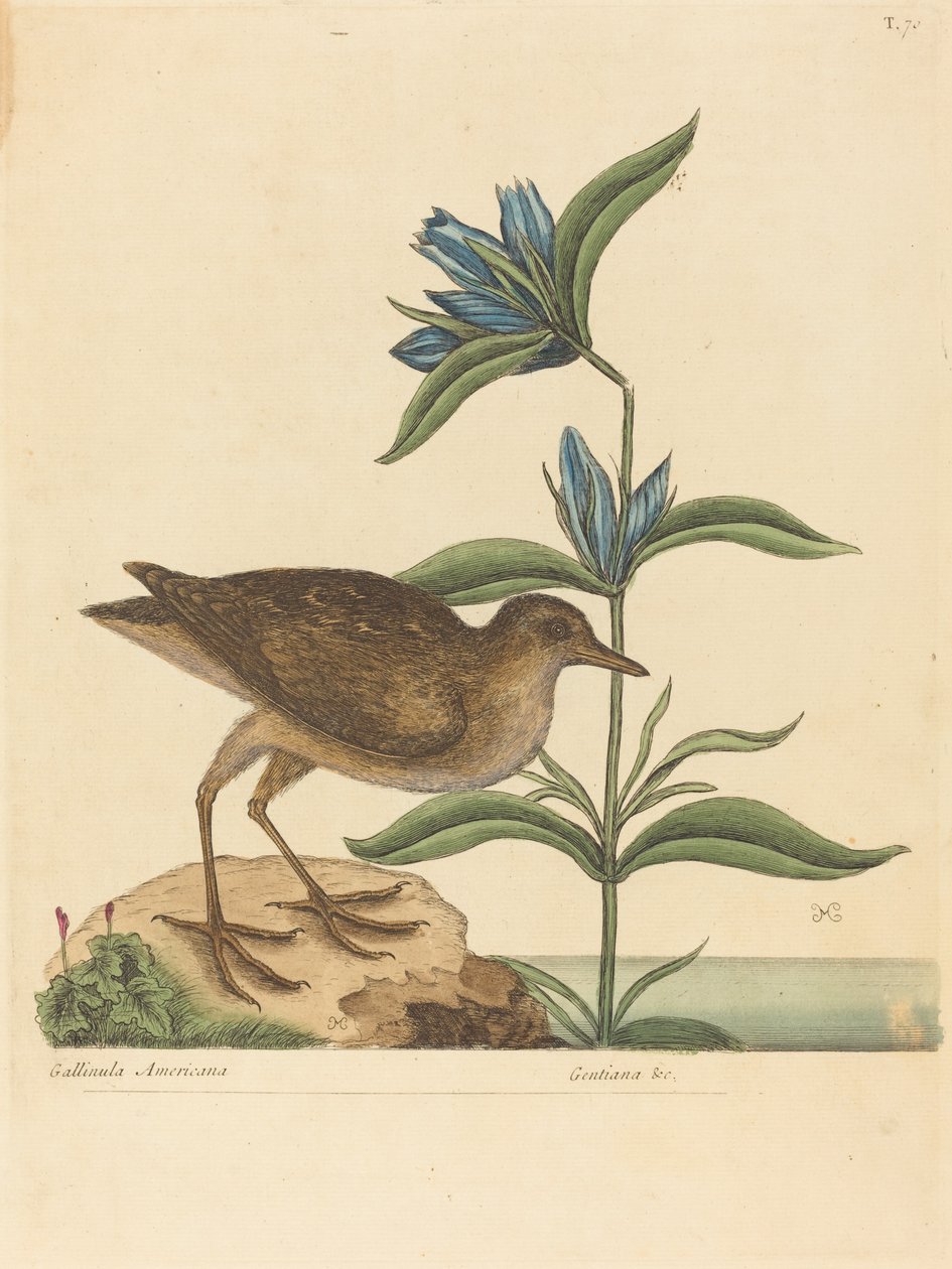 The Soree (Rallus Virginianus) od Mark Catesby