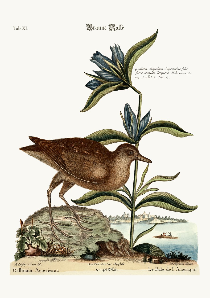The Soree, 1749-73 od Mark Catesby
