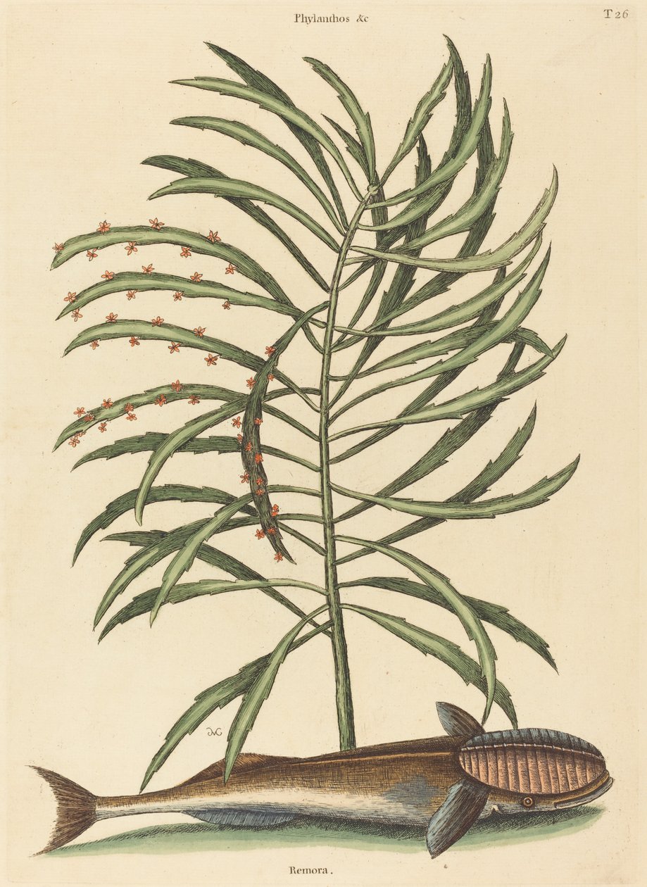 Sací ryby Echeneis naucratis, publikoval 1731-1743. od Mark Catesby