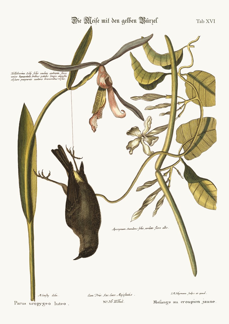 The Yellow-Rump, 1749-73 od Mark Catesby
