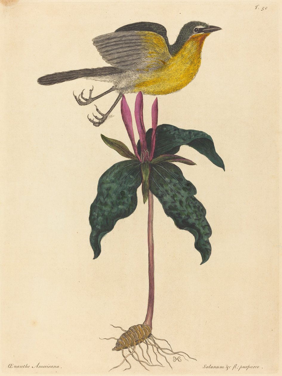The Yellow-breasted Chat, publikoval 1754. od Mark Catesby