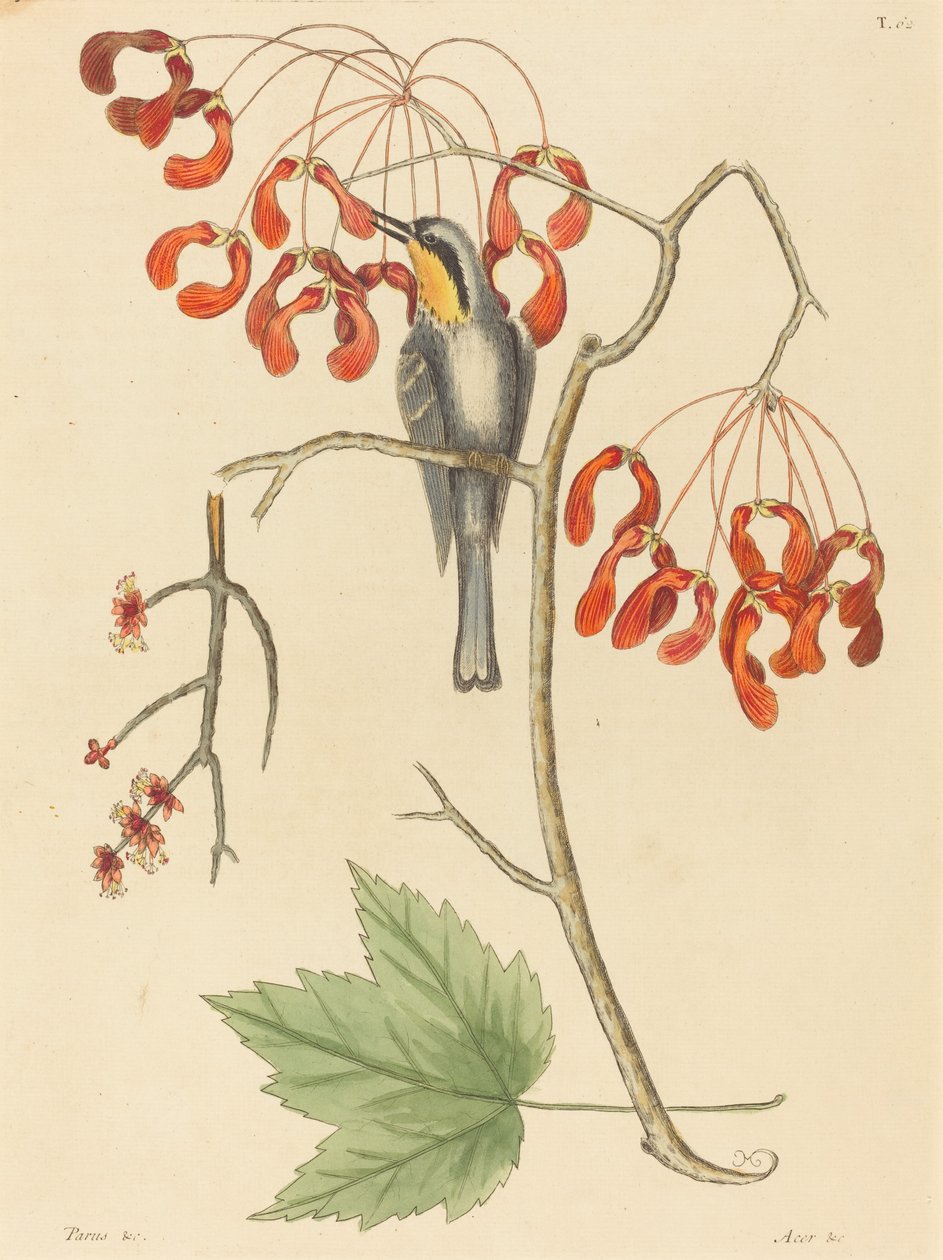 The Yellow Throated Creeper, publikoval 1754. od Mark Catesby