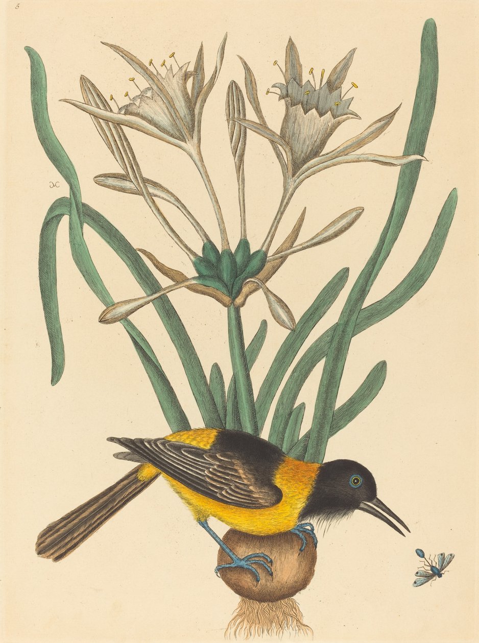 Žlutý a černý Pye (Oriolus Icterus) od Mark Catesby