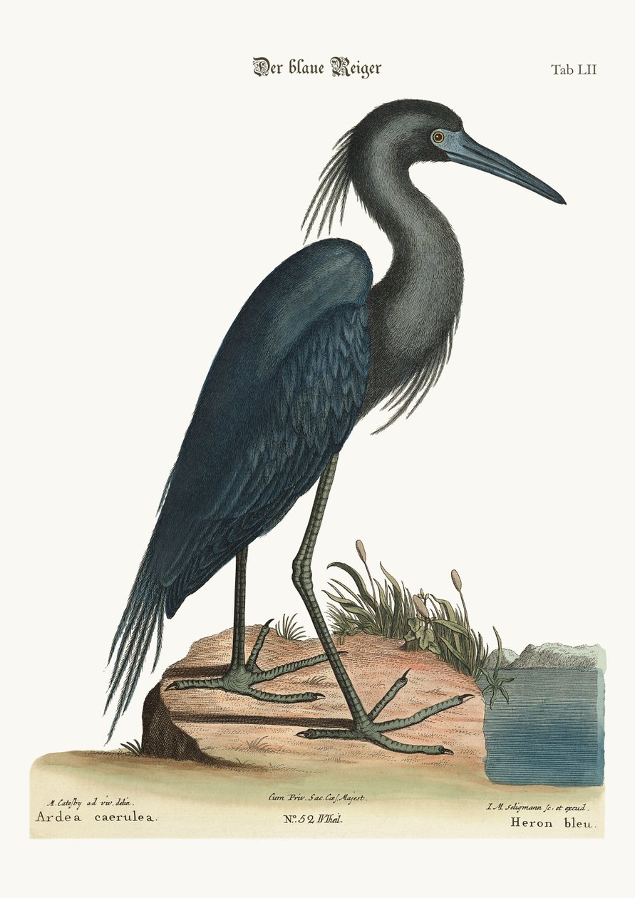 Modrá volavka, 1749-73 od Mark Catesby