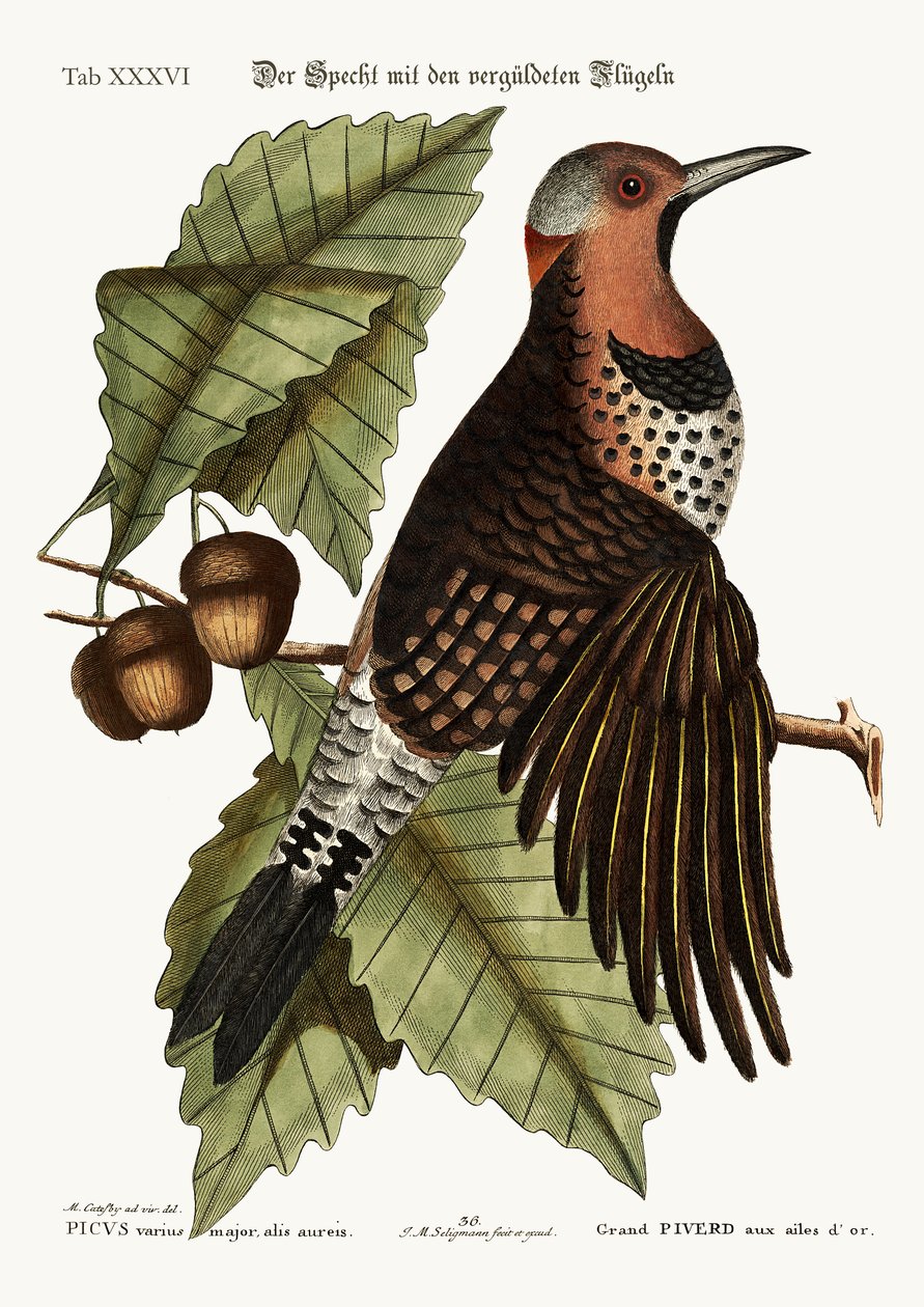 Zlatokřídlý datel, 1749-73 od Mark Catesby
