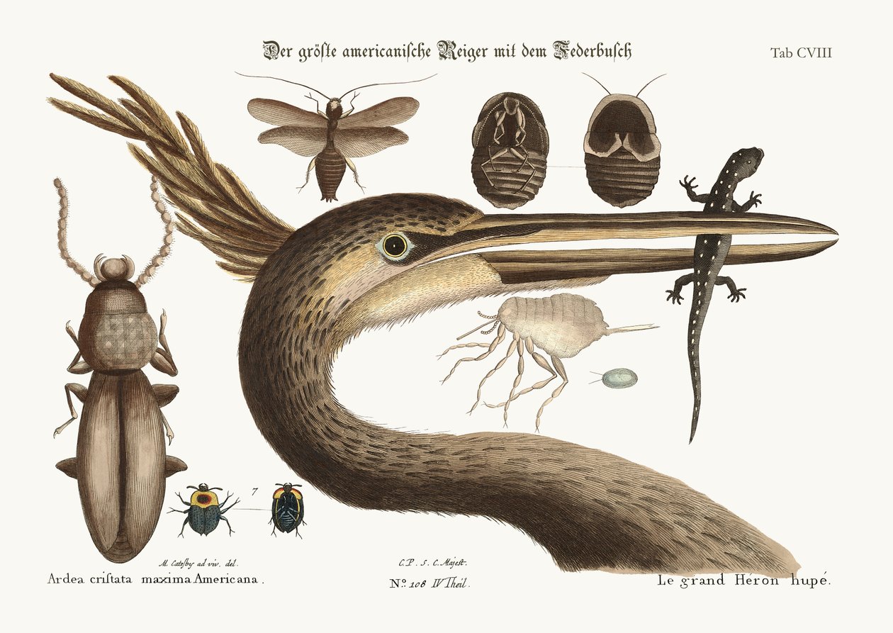 Největší volavka popelavá, 1749-73 od Mark Catesby