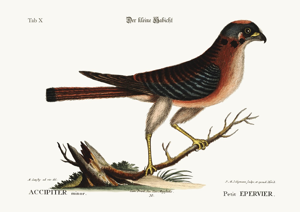 Malý jestřáb, 1749-73 od Mark Catesby