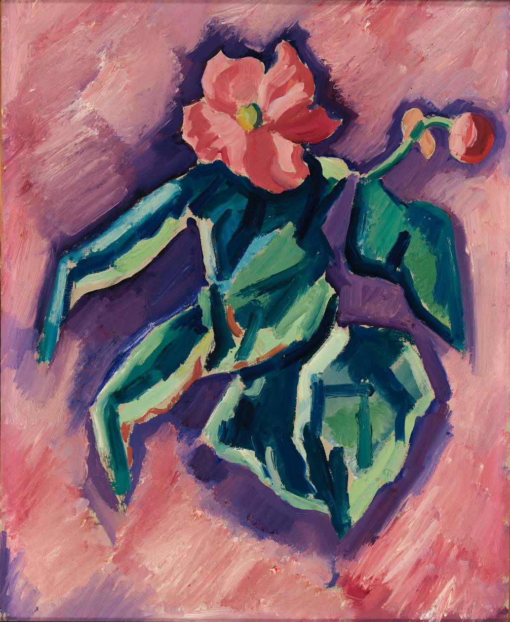 Růžové begónie, 1928-1929. od Marsden Hartley