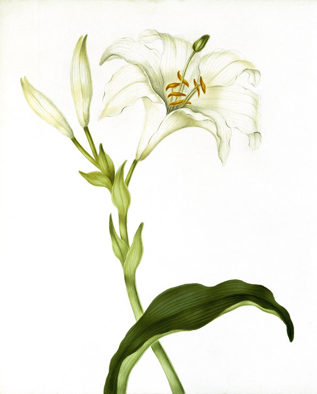 Lily, kolem roku 1790 od Martha Tuthill