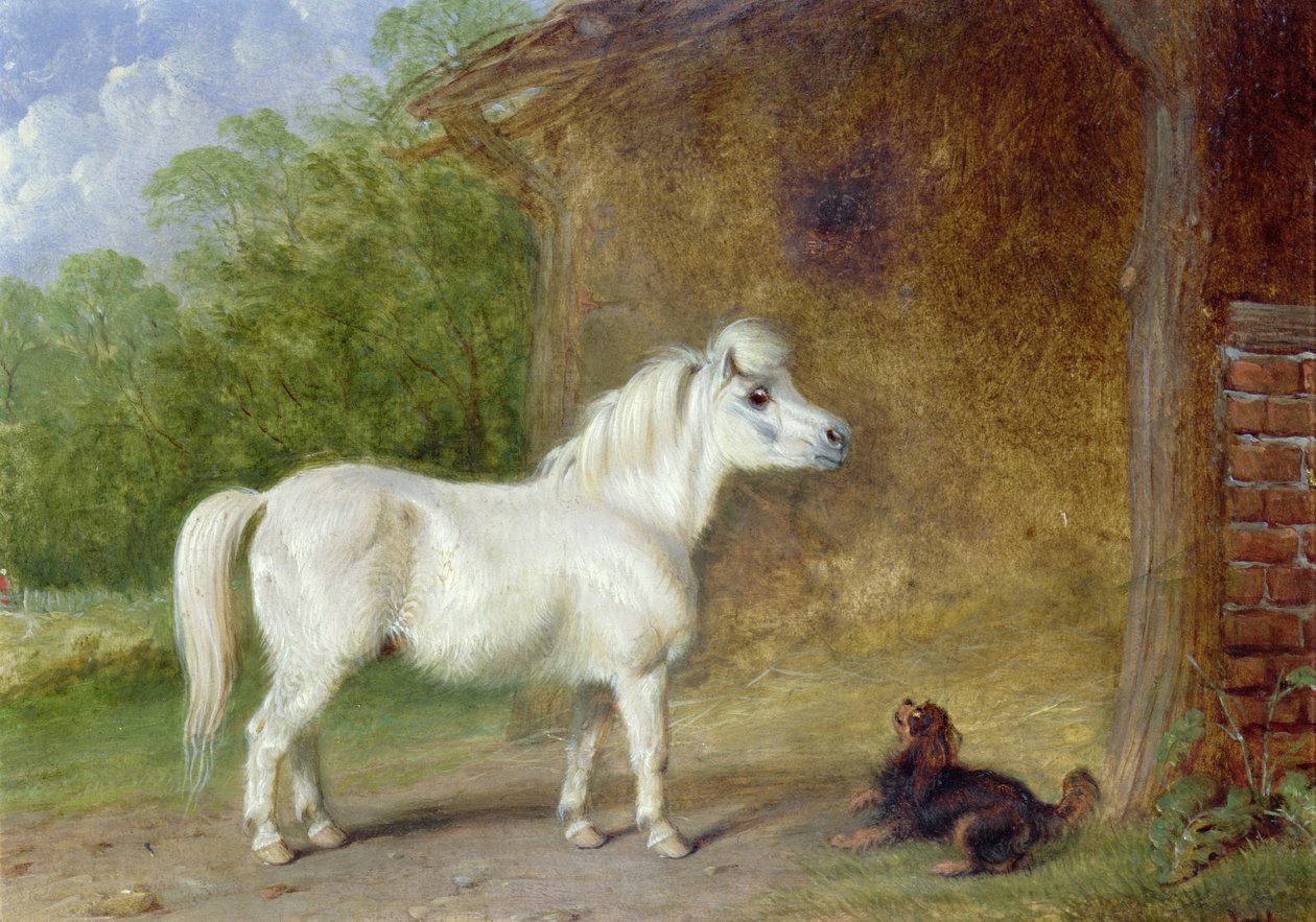 Shetlandský poník a King Charles španěl (board) od Martin Theodore Ward