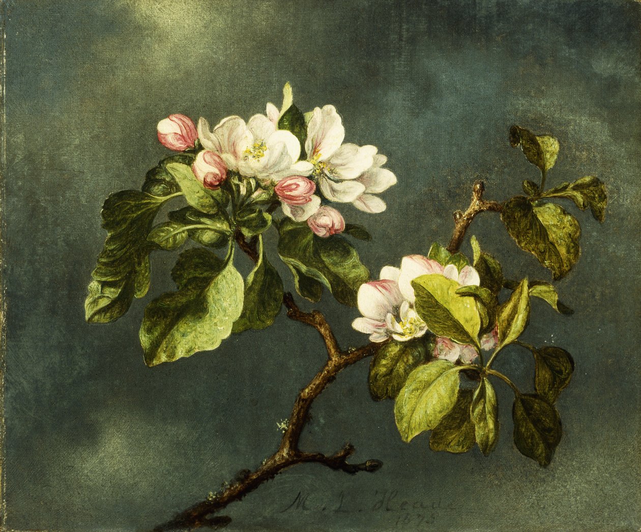 Jabloňové květy, od Martin Johnson Heade
