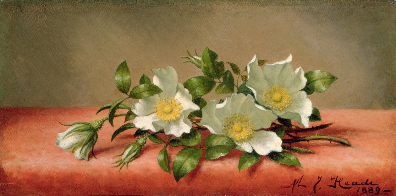 Cherokee Roses, 1889 od Martin Johnson Heade