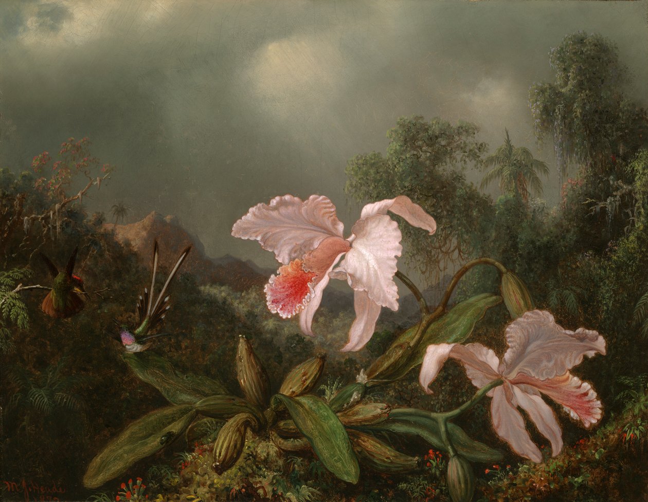 Džungle orchideje a kolibříci od Martin Johnson Heade