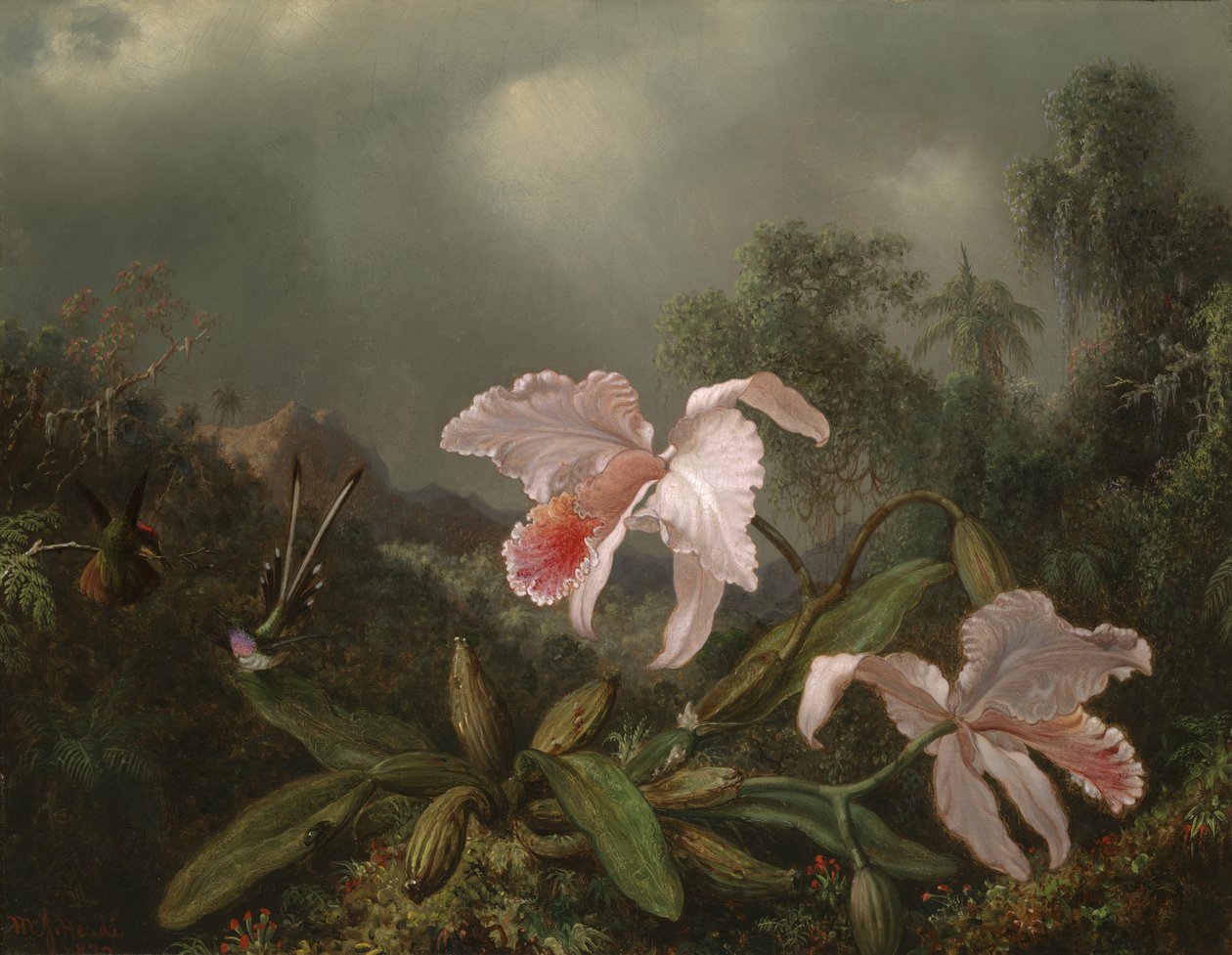 Džungle orchideje a kolibříci, 1872 od Martin Johnson Heade