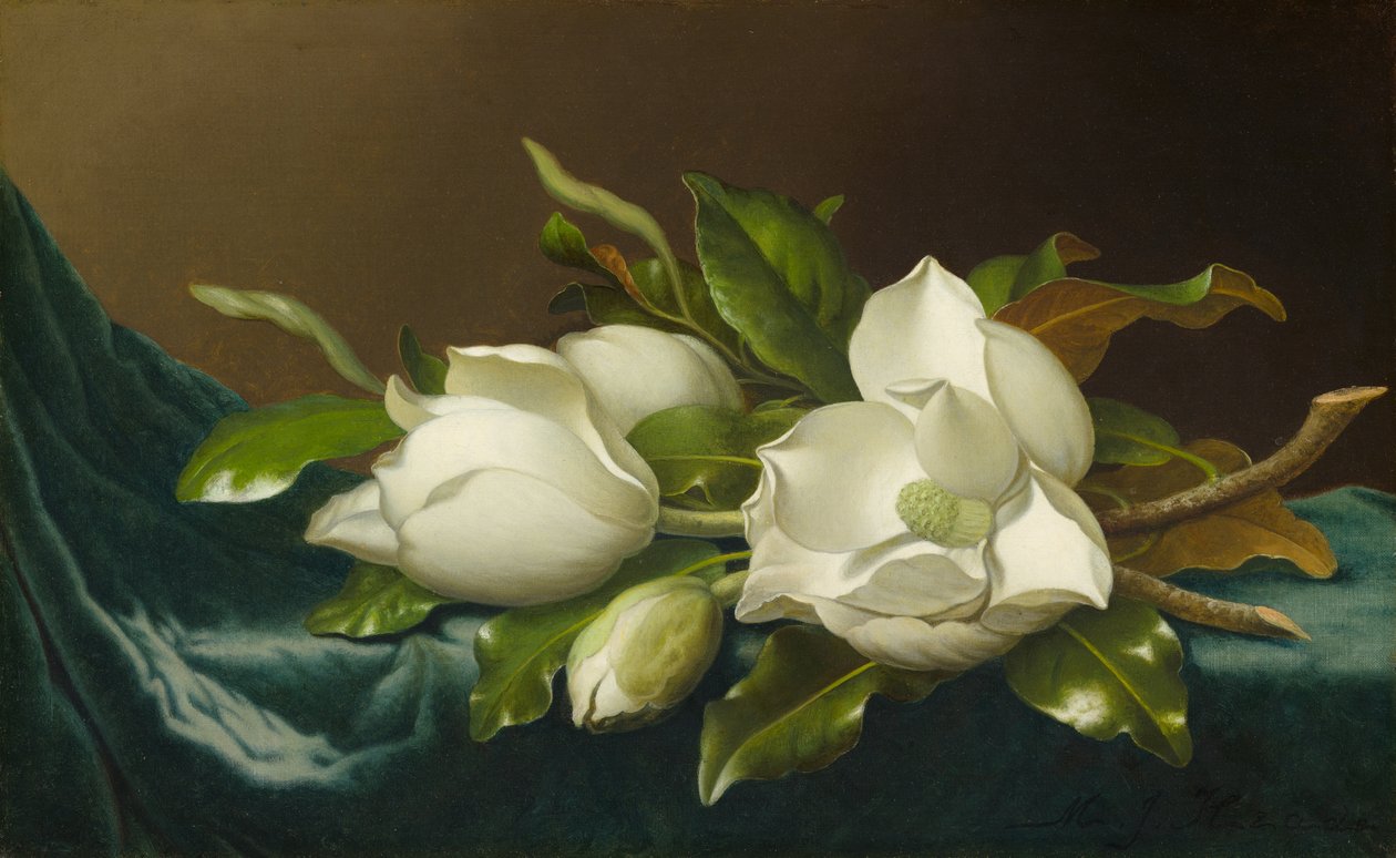 Magnólie na světle modré sametové látce od Martin Johnson Heade