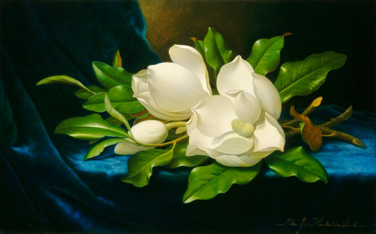Magnólie na modré sametové látce od Martin Johnson Heade