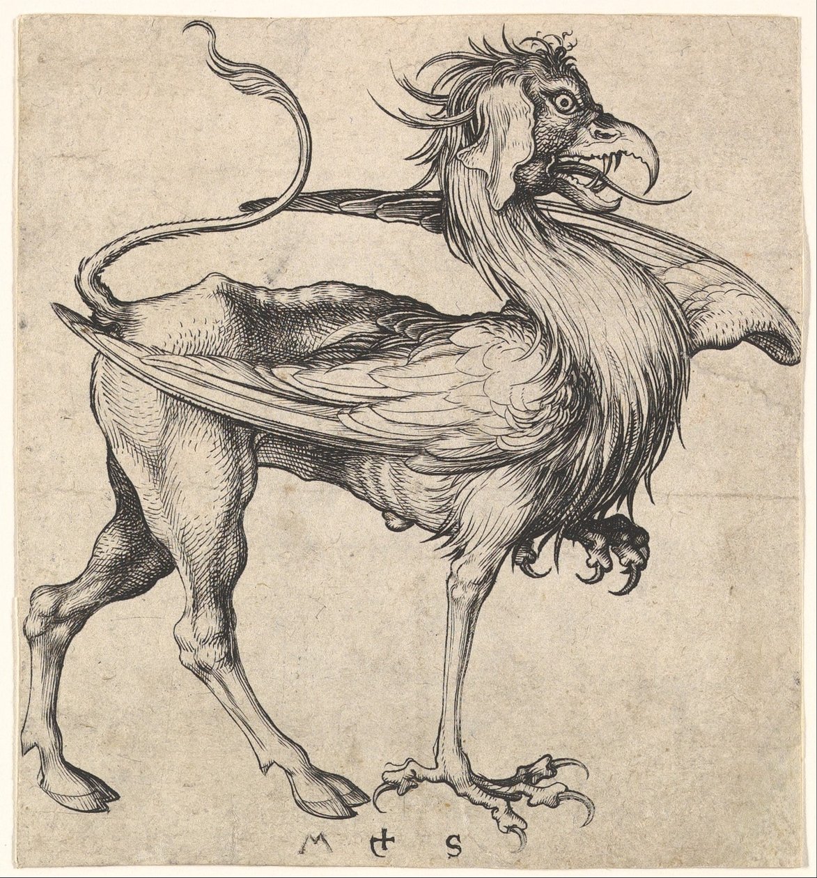 Griffin, ca. 1435-1491. od Martin Schongauer