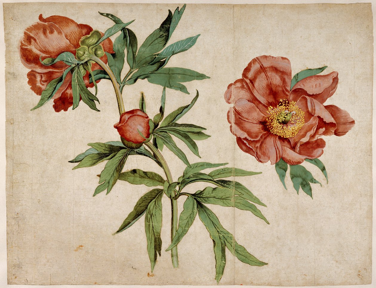 Studium pivoněk od Martin Schongauer