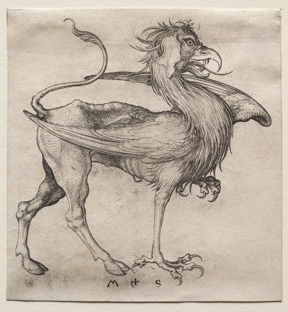 Griffin, 1400s. od Martin Schongauer