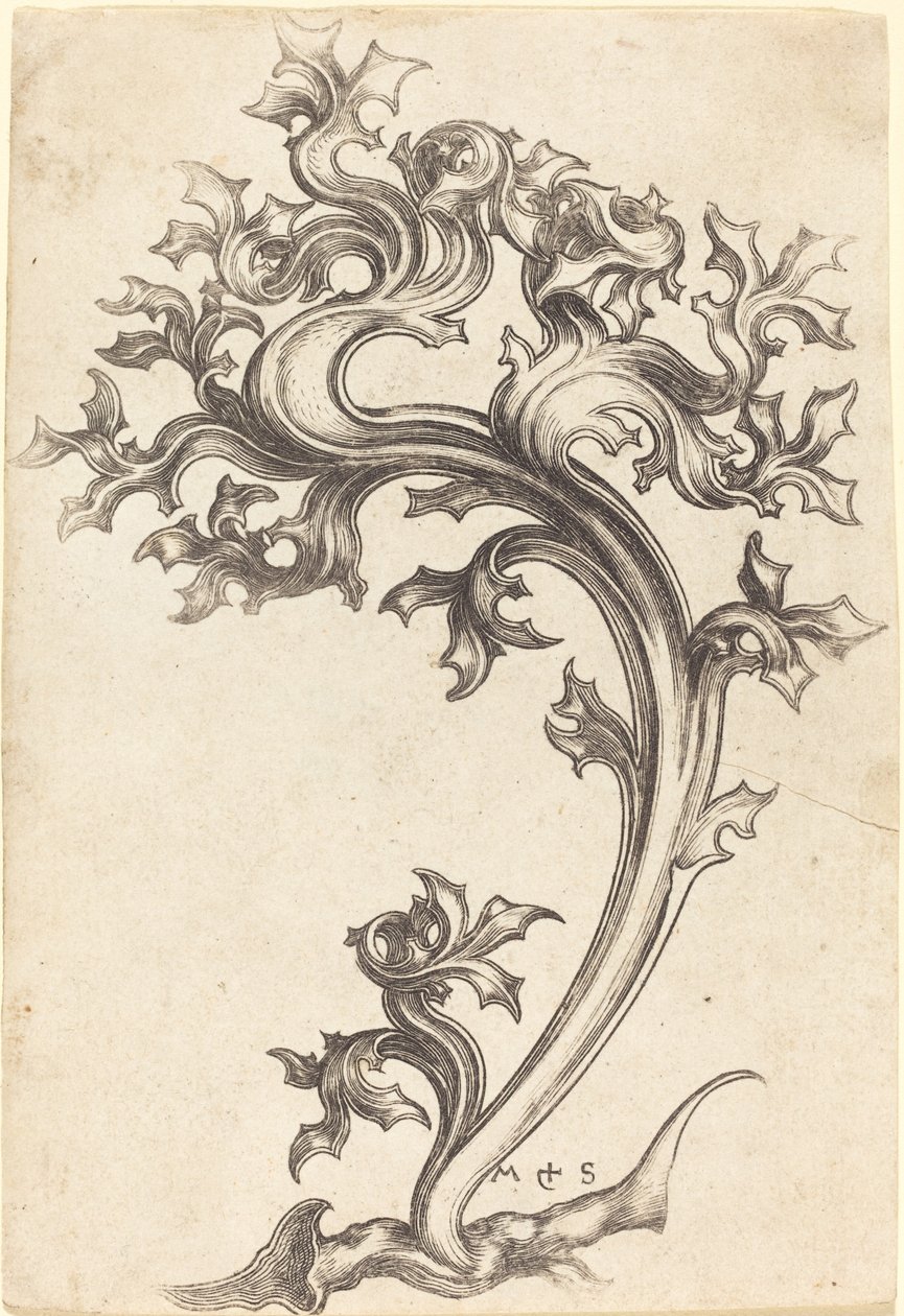 Bodlák Ornament od Martin Schongauer