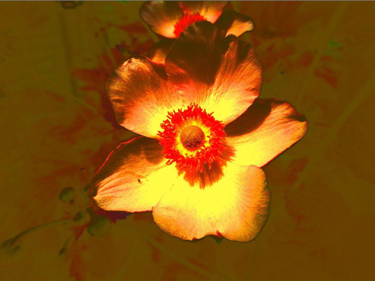 Blume od Martina Konitzky