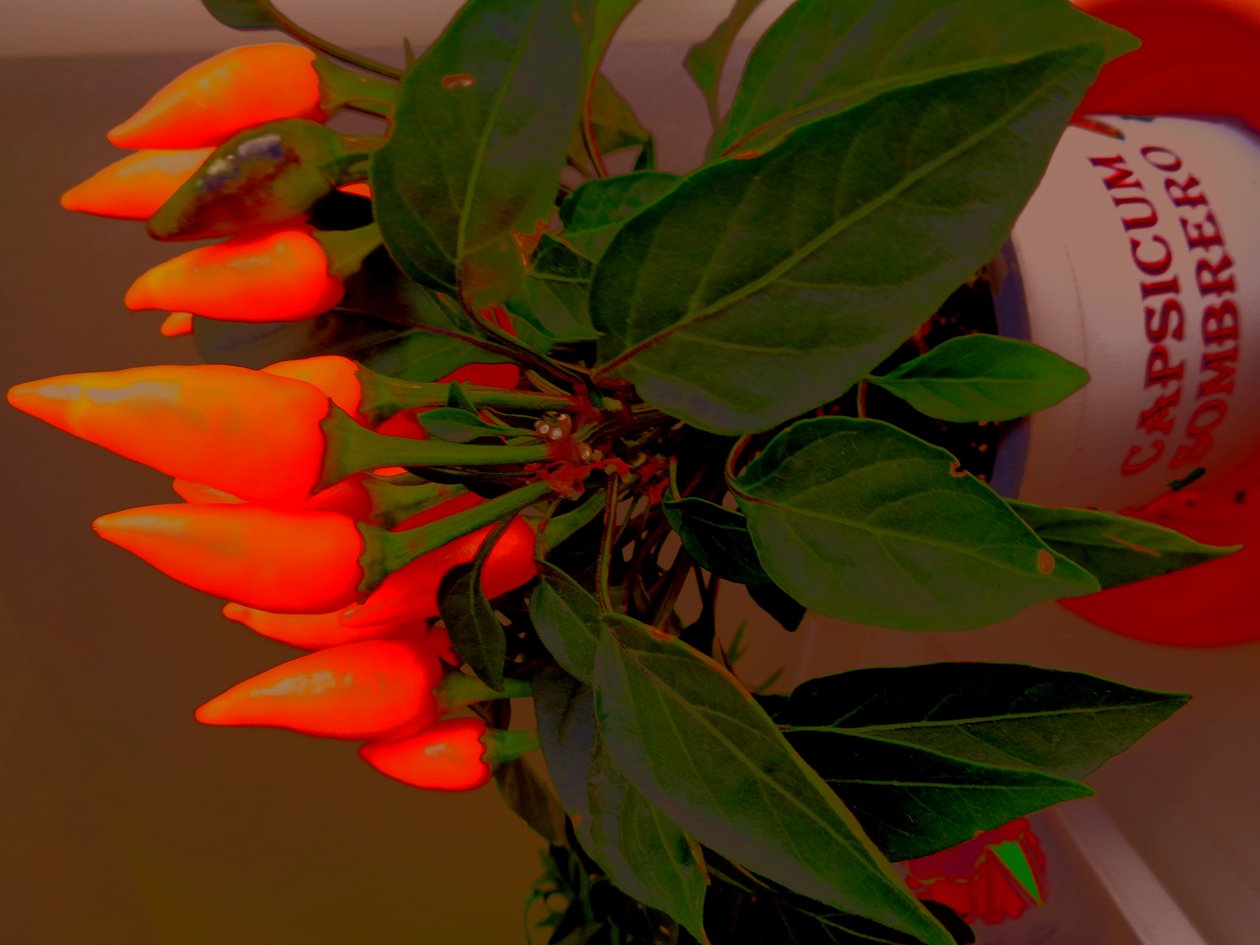 Paprika od Martina Konitzky