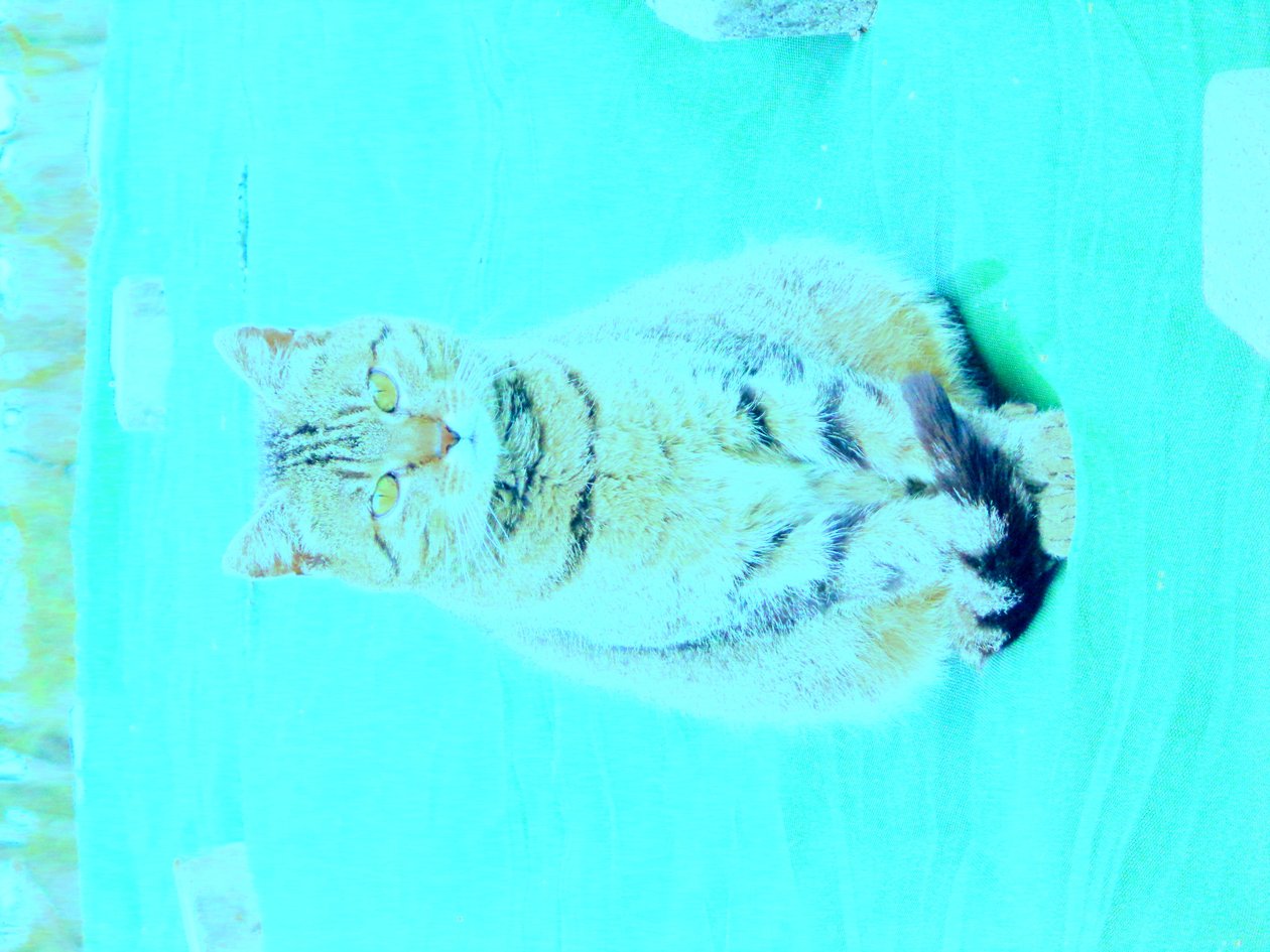 Kitty od Martina Konitzky