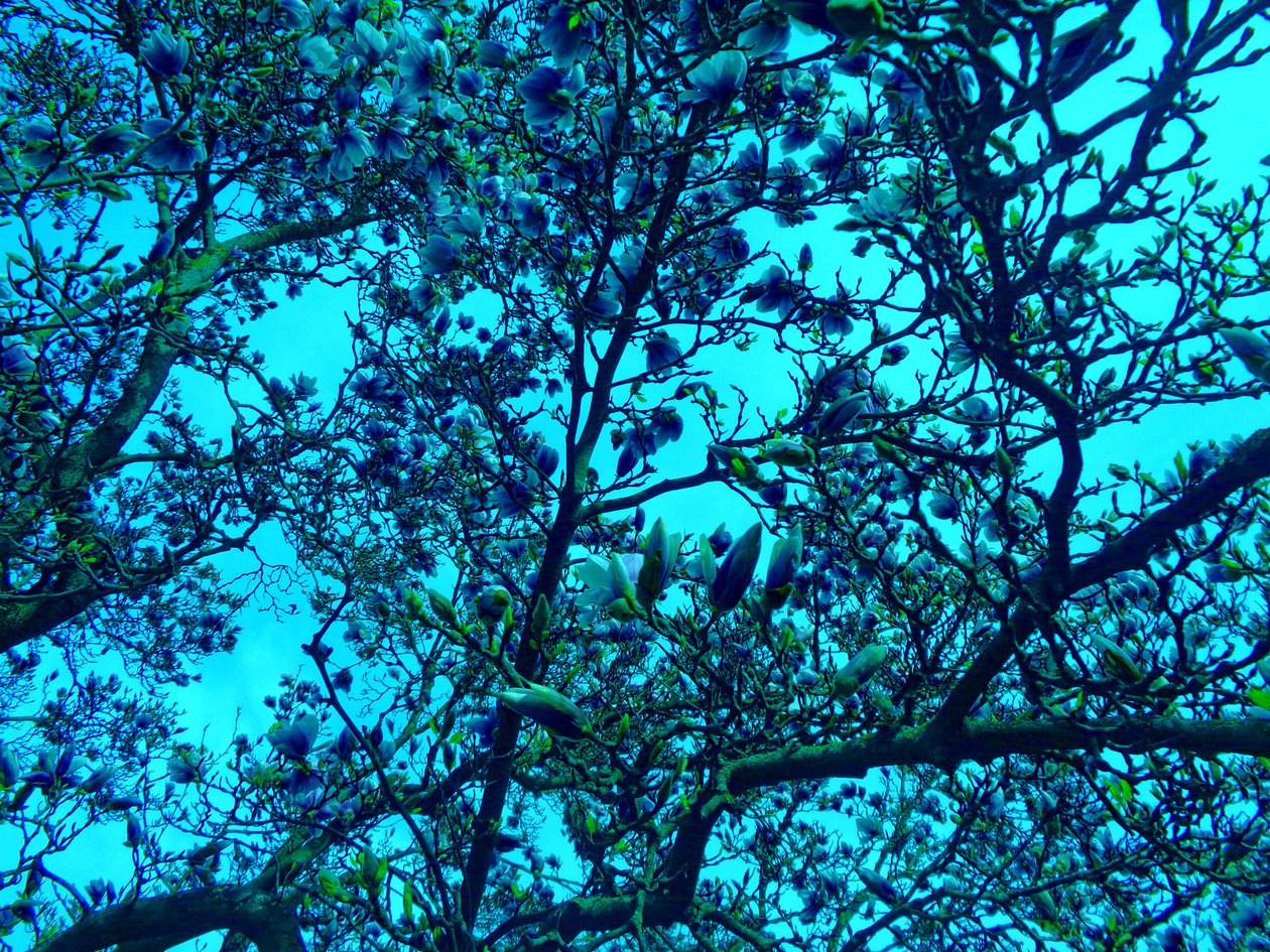 Magnolie modrá od Martina Konitzky
