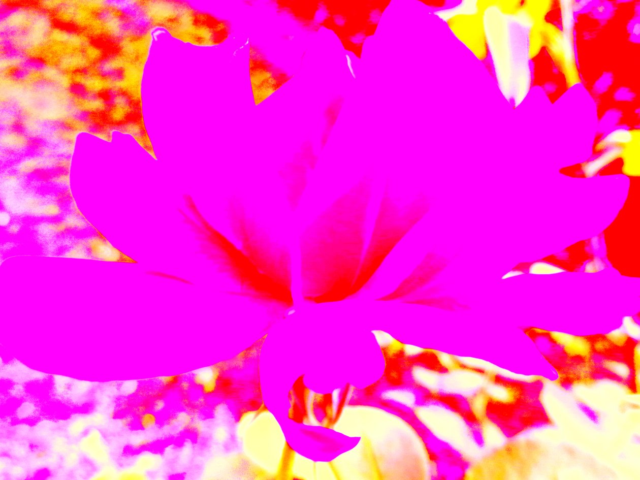 Rose Digital Art od Martina Konitzky