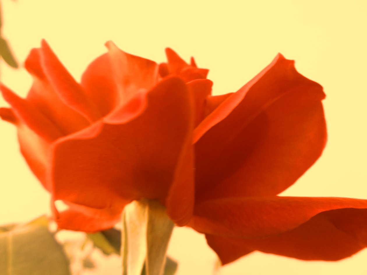 Rose Digital Art od Martina Konitzky