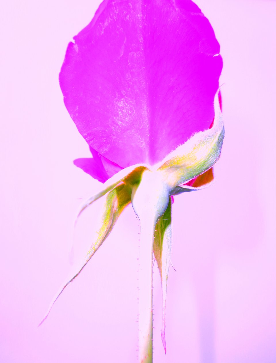 Rose Lila od Martina Konitzky