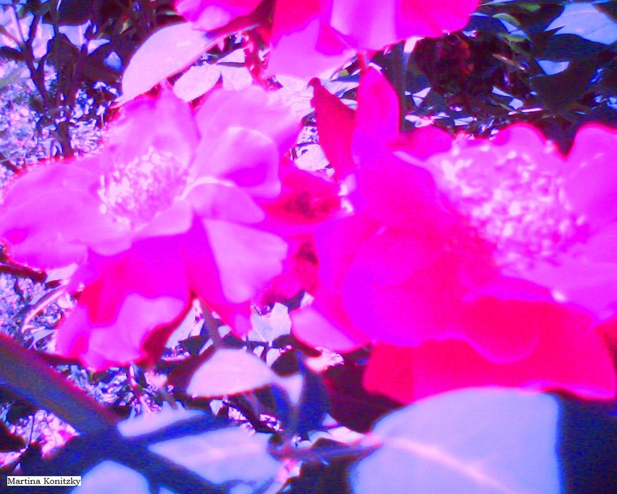 Rosen od Martina Konitzky