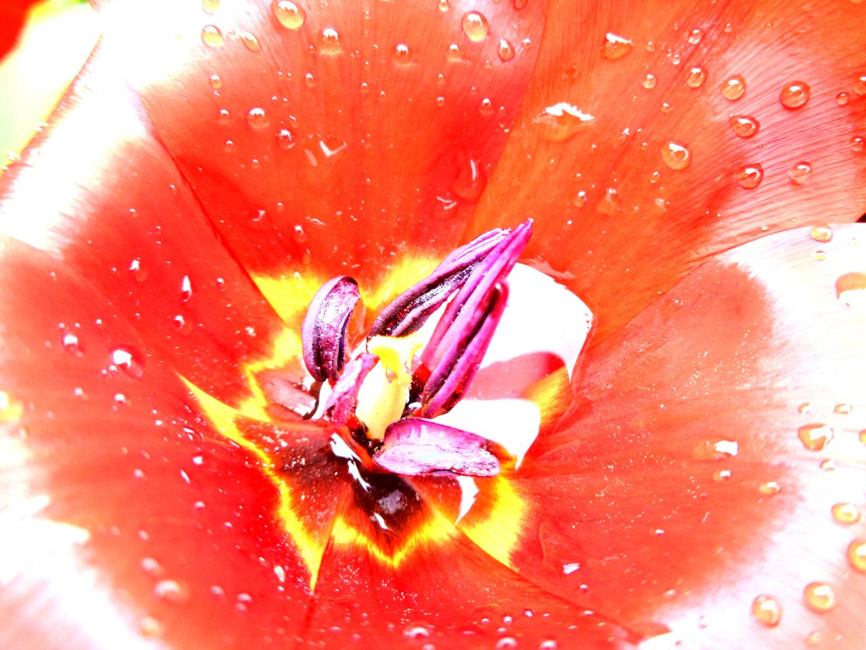 tulipány od Martina Konitzky