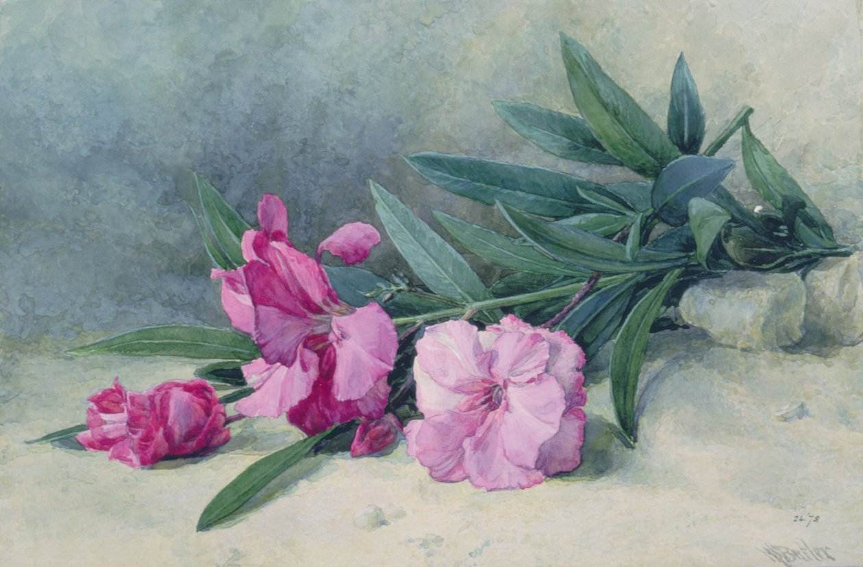 Oleandr Blossom (akvarel) od Mary E. Butler